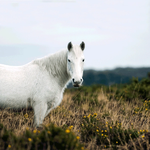 new forest pony